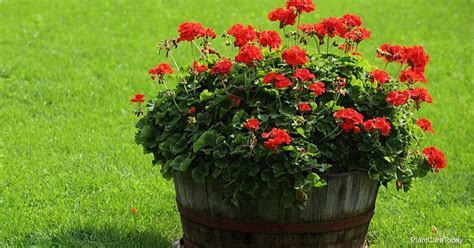 Geranium Plant Care