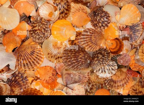 Calico Scallop Hi Res Stock Photography And Images Alamy