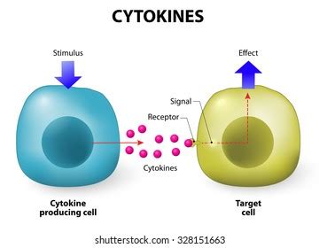 Cytokines Releasing Cells List Immune System 库存矢量图免版税2218792257