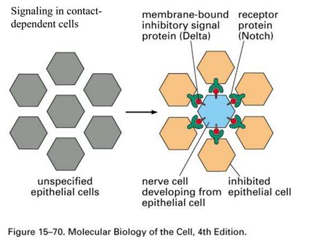 PPT - Approaches to signal transduction: - pathway - ligand/receptor ...