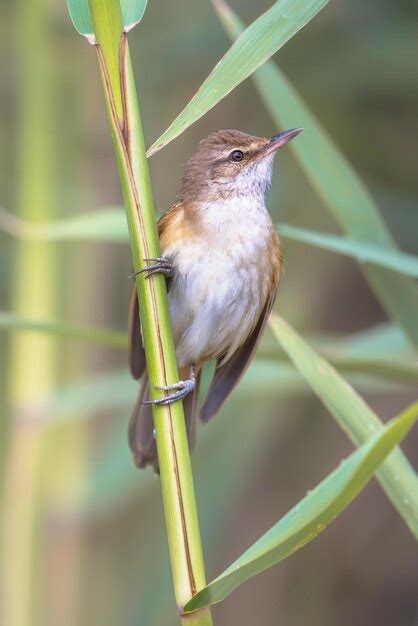 Premium Photo | Great reed warbler singing in reed