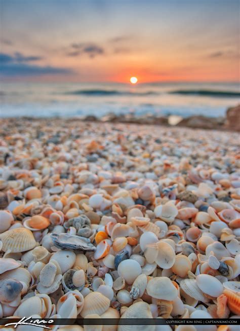 Sunrise With Shells At Beach