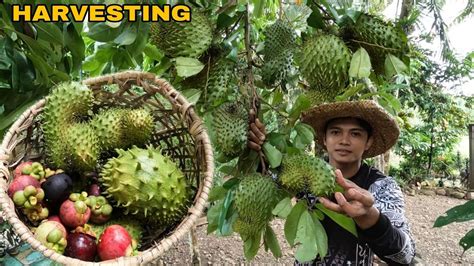 Biglaang Pitas Ng Prutas Mangosteen At Gayubano May Umorder Youtube