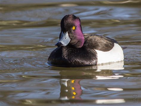 Male Tufted Duck (Aythya fuligula)-6016 | Male Tufted Duck (… | Flickr