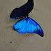 Morpho Rhetenor Blue Morpho Butterfly Blue Morpho Blue Butterfly