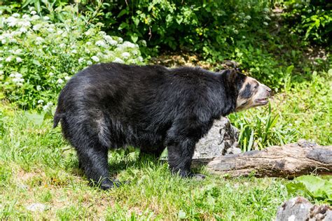 12 Largest Bear Species in the World (with Photos) - WildlifeTrip