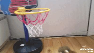 Basketball Monkey GIF - Find & Share on GIPHY