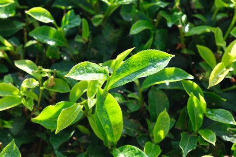 Um Close Up De Uma Planta Verde O Sol Brilhando Sobre Ela Foto