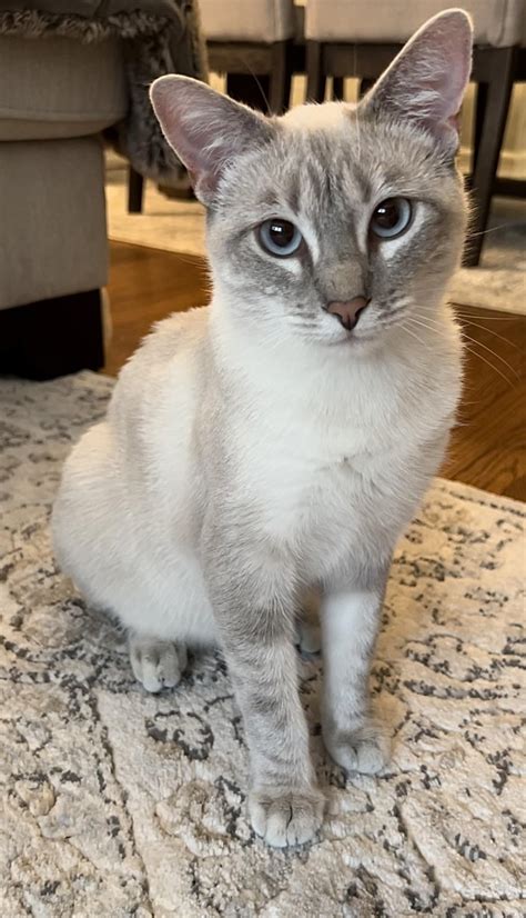 Lynx Point Siamese Or Dsh Rlynxpointsiamese