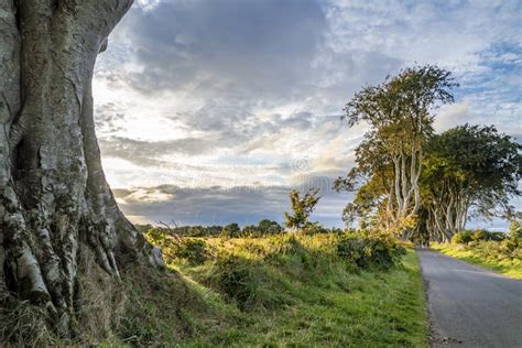 The Dark Hedges Tree Tunnel in Ballymoney, Northern Ireland Stock Photo ...