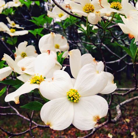 Dogwood Bloom Watch Follow The Dogwoods To Palestine Tx