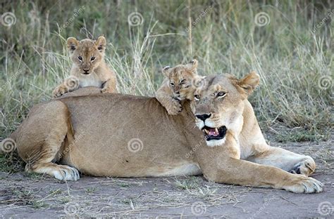 Lioness With Cubs Stock Image Image Of Reserve Masai 31420659