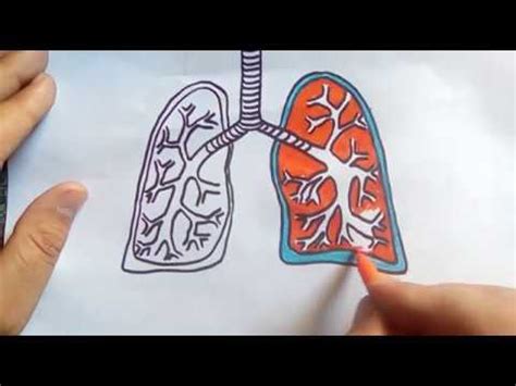 Details more than 77 lungs drawing with color - xkldase.edu.vn