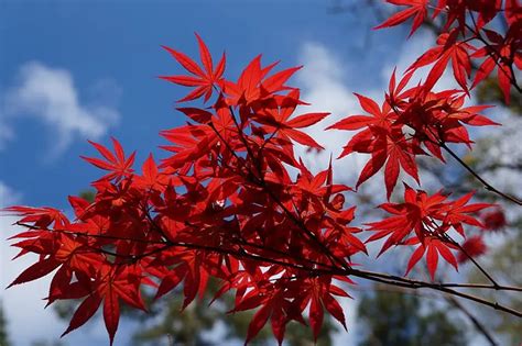 How Do You Treat Anthracnose on a Japanese Maple Tree?