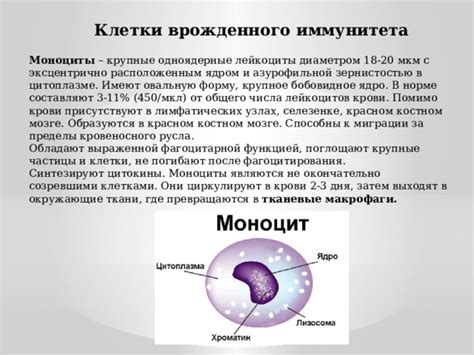 Презентация: Органы ,клетки и ткани иммунной системы.