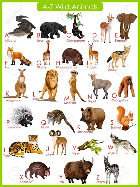 Wild Animals List With Pictures