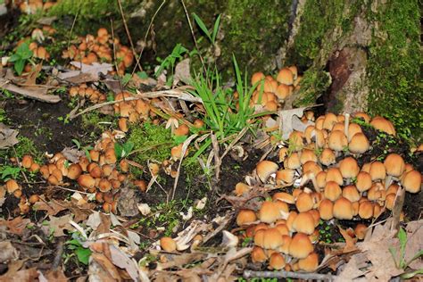 Mica Cap Coprinellus Micaceus IMG 5814 Not Bad Eating Ea Flickr