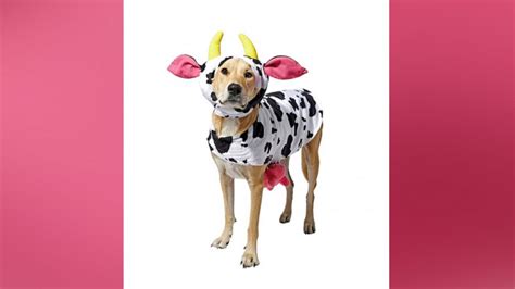 Chewy's 'boo-tique' features pet costumes, Halloween toys and more ...