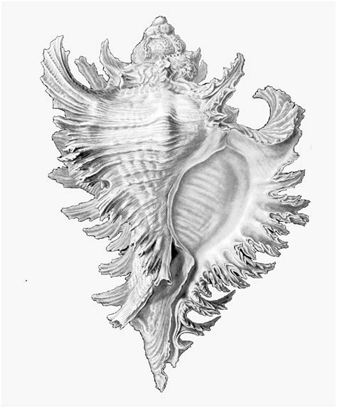 Top 104 Pictures How To Draw A Sea Shell Easy Superb