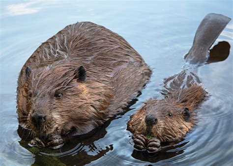 Mississippi River Wildlife and Nature Excursions | American Cruise ...