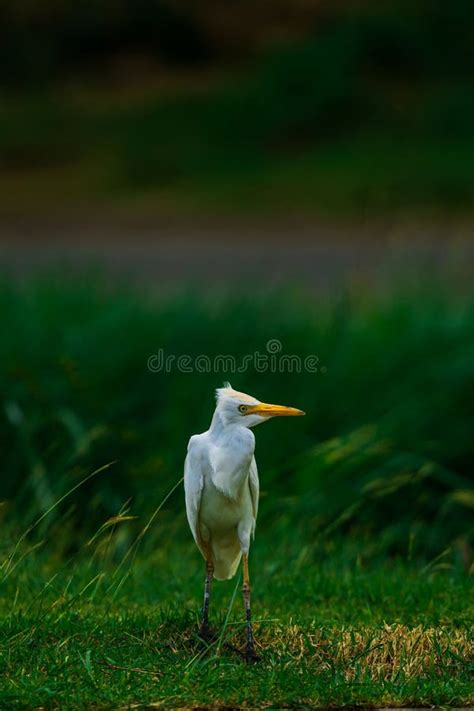 Majestic White Egret Bird With A Bright Yellow Beak Stands In A Lush