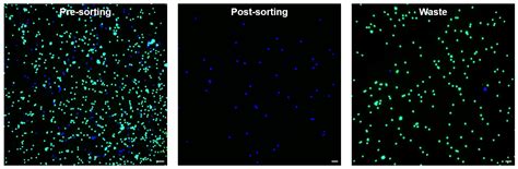 Upgraded User-Friendly Image-Activated Microfluidic Cell Sorter Using ...