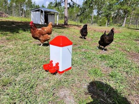 Vora Automatic Chicken Feeder And Waterer Set