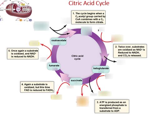 Citric Acid Cycle Diagram | Quizlet