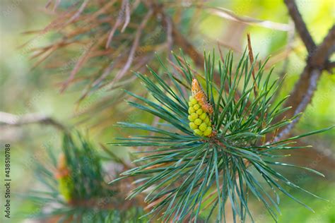 Pinus Resinosa Young Tender Cones On A Pine Branch In The Forest