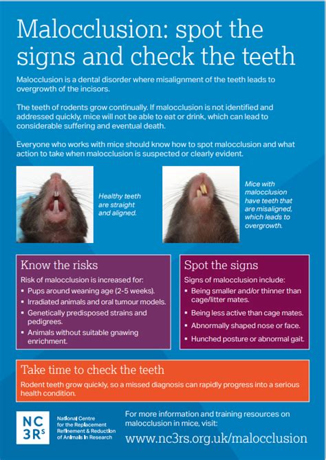 Malocclusion In Mice Nc3rs