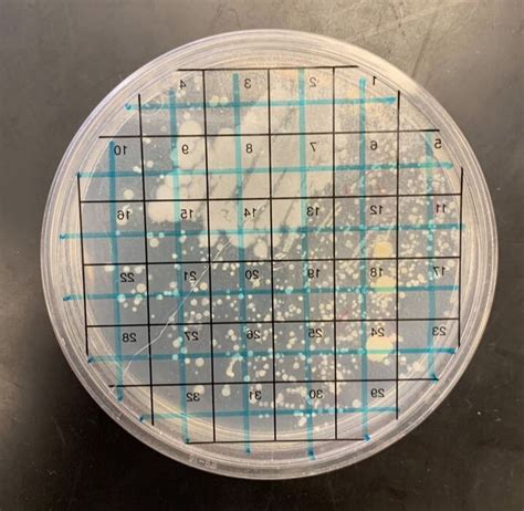 Setting Up a Bacterial Culture Lab - Educational Innovations Blog