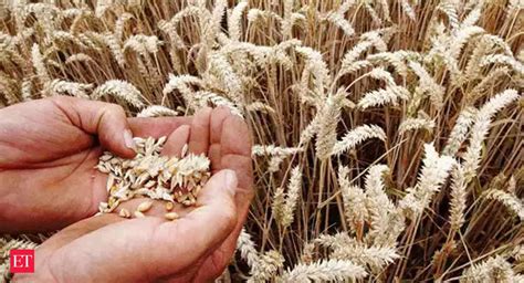 Government S Wheat Procurement Touches Record High Of Million