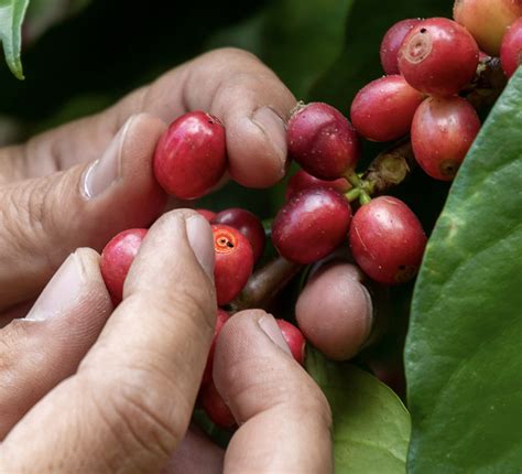 Control De La Broca Del Café Blog Cambiagro