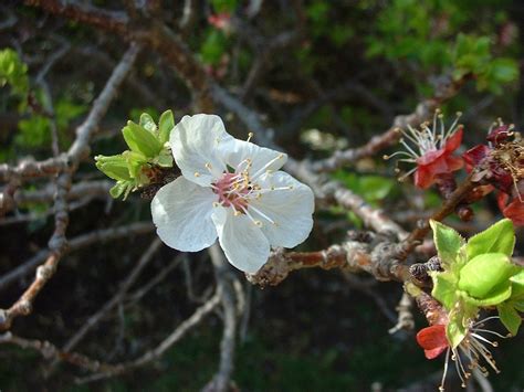 Apricot Blossom Free Photo Download Freeimages