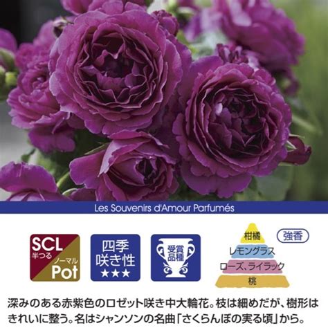 Yahoo!オークション - 送料無料 ル タン デ スリーズ6号鉢大苗予約 鉢...