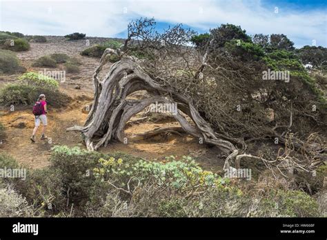 Espa A Islas Canarias El Hierro Isla Declarada Reserva De La Biosfera