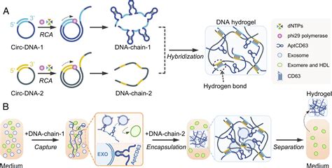 A Dna Based Hydrogel For Exosome Separation And Biomedical Applications