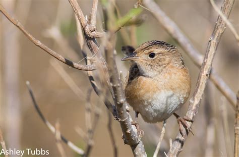 Sedge Wren Audubon Field Guide