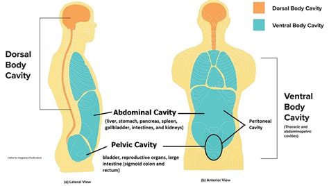 Ventral Cavity Definition And Function Biology Dictionary Atelier