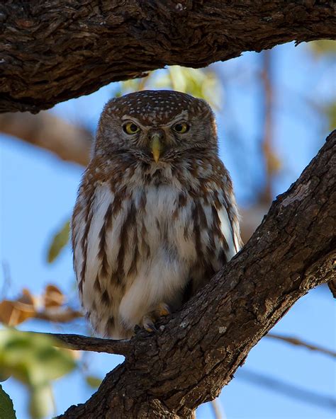 Pearl Spotted Owl Wild South Africa Kruger National Park P Flickr