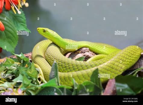 Gewöhnliche Mamba / Eastern green mamba / Dendroaspis angusticeps Stock ...