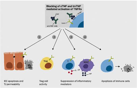 Figure From Mechanisms Behind Efficacy Of Tumor Necrosis Factor