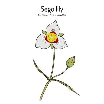 Sego Lily Flower Meaning | Best Flower Site