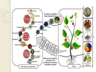 ROLE OF SECONDARY METABOLITES | PPT