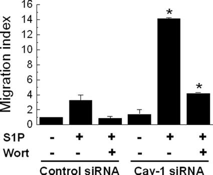 Effects Of Sirna Mediated Caveolin Knockdown On Endothelial Cell