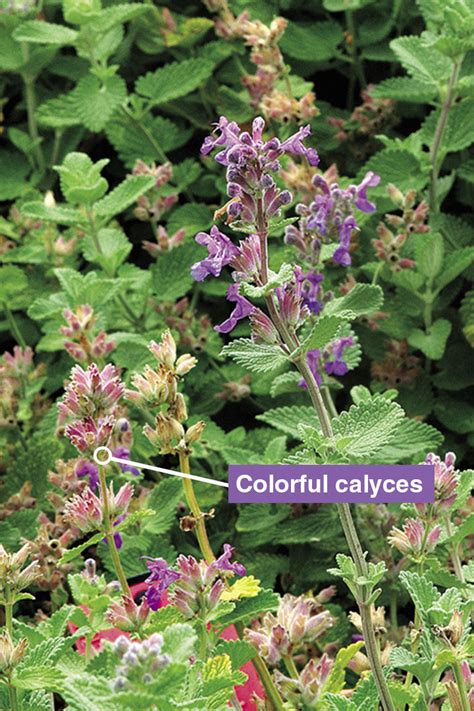 Catmint Leaves