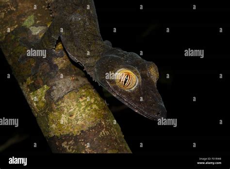 Giant Gecko Queue De Feuille Uroplatus Fimbriatus Sur Une Branche