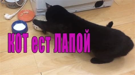 Лапкой вкуснее? 😂😍😜 КОТ ПРИКОЛЬНО ЕСТ ЛАПОЙ. Кошка ест лапой 😘 Как КОТ ...