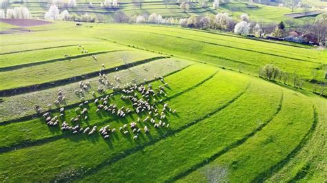 Izbuc și Călugări Cariera de calcar de la Cărpinet Bihor România