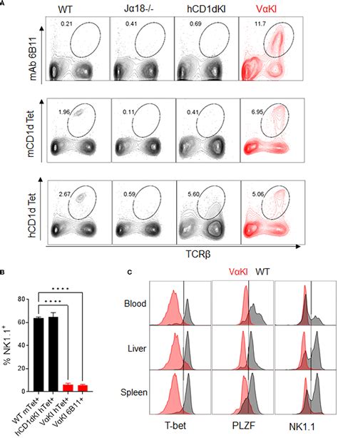 Frontiers A Humanized Mouse Model For In Vivo Evaluation Of Invariant